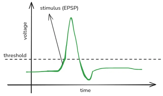Action potential graph